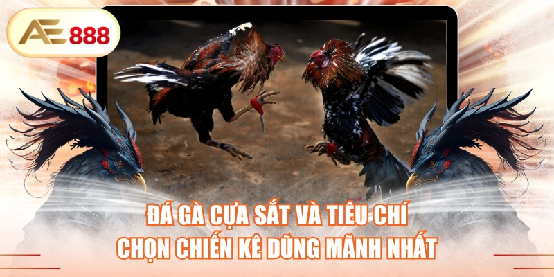 Đá Gà Cựa Sắt Và Tiêu Chí Chọn Chiến Kê Dũng Mãnh Nhất