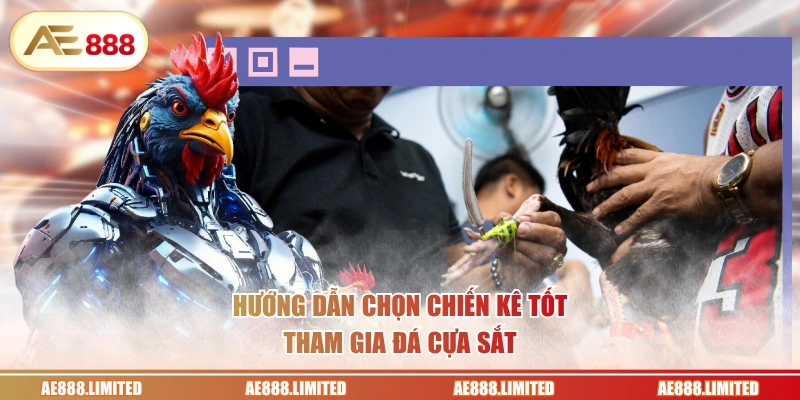 Hướng dẫn chọn chiến kê tốt tham gia đá cựa sắt